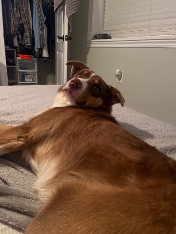 Australian Shepherd – Buck, Border Aussie