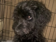 Labradoodle – 5 Month Old Labradoodle – Miami