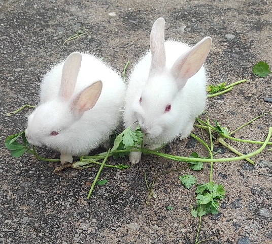 American – Rabbit