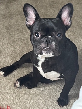 French Bulldog – French Bull Dog for sale (male)