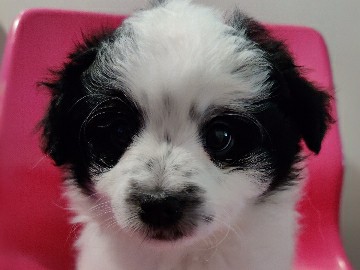 Pomeranian – pomeranian puppy – Rialto