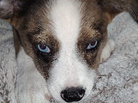 Australian Shepherd – der kleine ben sucht ein zu Hause – Ahrensbök