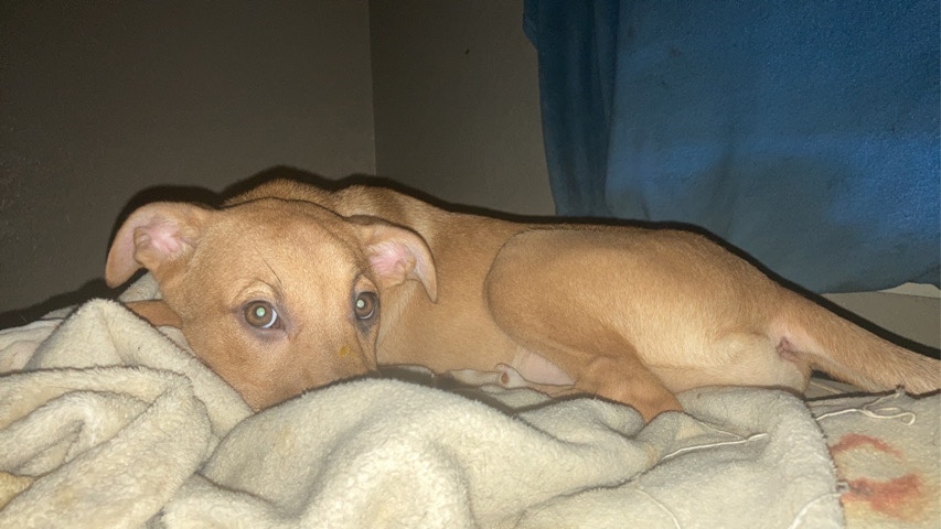 American Pit Bull Terrier – beautiful orange pit bull mix