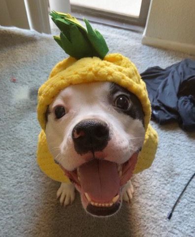 American Pit Bull Terrier – Rehoming (boy)
