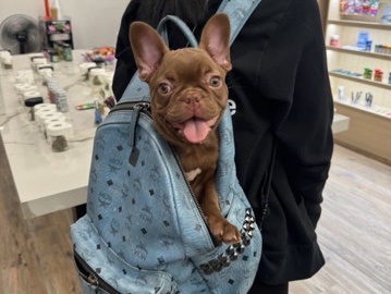 French Bulldog – Frenchie Pup For Sale