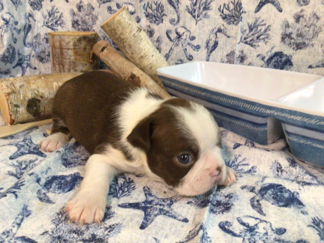 Boston Terrier – Chocolate Male