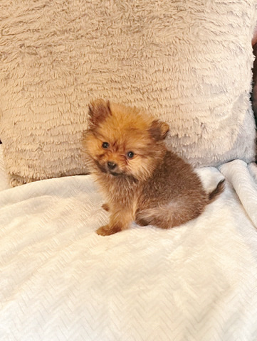 Pomeranian – Pomeranias
