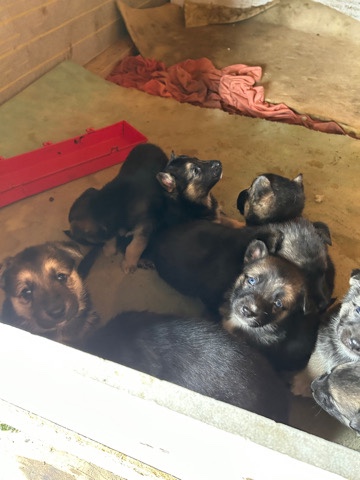 German Shepherd – German Shepherd Puppies