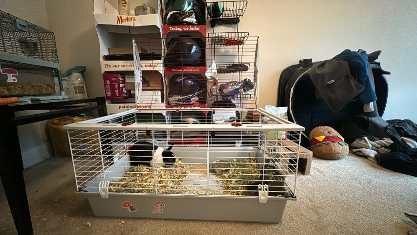 American – bunny rabbit