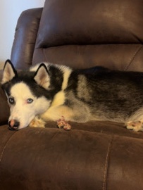 Siberian Husky – Husky in need of new Home. – Chillicothe