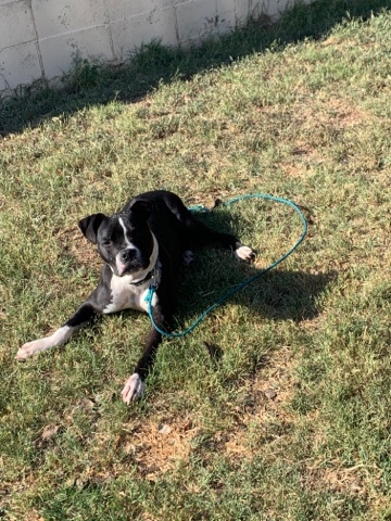 American Pit Bull Terrier – American pit bull terri for free.