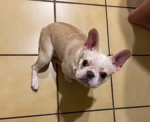 Frenchie