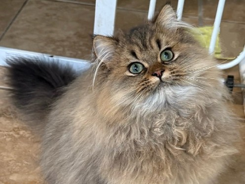 Persian (Traditional) – Golden Shaded Persian – Athens