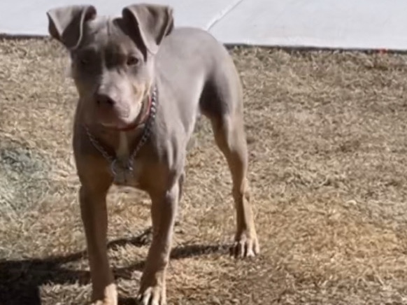 American Pit Bull Terrier – pitbull red nose baby girl – Bessemer