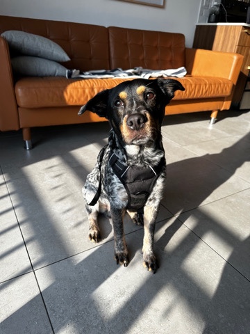Australian Cattle Dog – Blue Heeler Mix