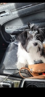 Shih Tzu – Shih tzu cavapoo