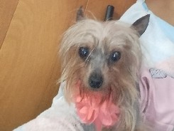 Yorkshire Terrier – Adorable Yorkie that needs a new home – Memphis