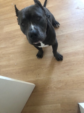 American Pit Bull Terrier – pit bull