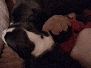 Image of American Pit Bull Terrier