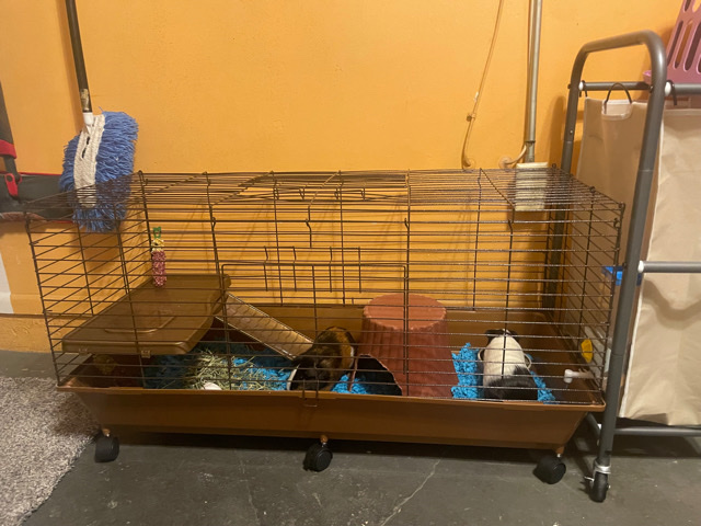 sweet and lovable guinea pigs