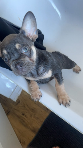 French Bulldog – frenchie