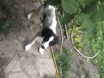  Springer spaniel, Pyrenees cross 