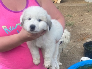 Great Pyrenees – Great Pyrenees