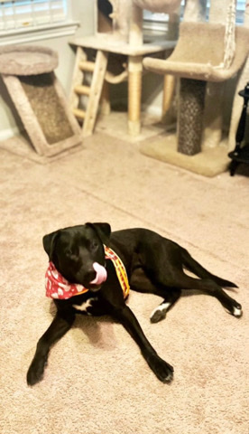 Labrador Retriever – labrador retriever