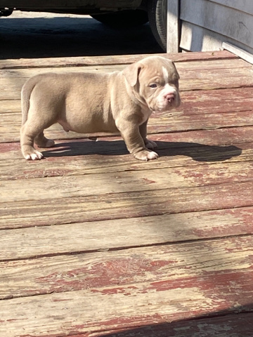 male exotic bully