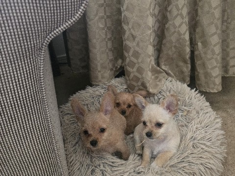 Chihuahua – Chihuahua's – Litchfield Park