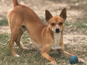 Miniature Pinscher – Sweet Miniature Pinscher Mix – 3 Years Old in Belton – Belton