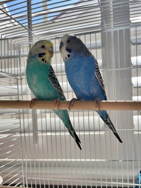 Budgerigar – Two young budgies