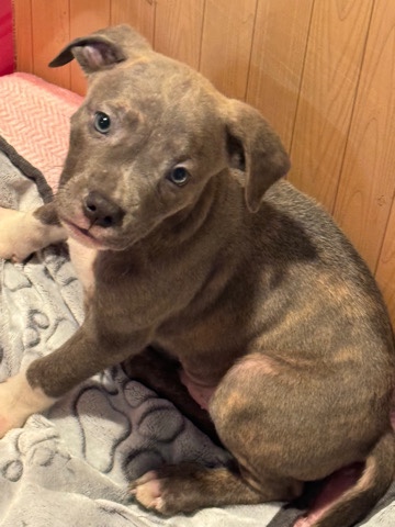 American Pit Bull Terrier – Adonis (American Bully)