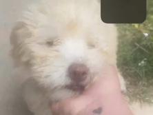 Labradoodle – Chong – La Marque