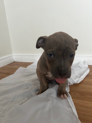 Dogo Argentino – puppies for sale price is negotiable