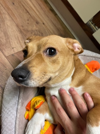 Dachshund – wiener dog mix