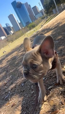 French Bulldog – Louie 3month old French bull dog AKC certified