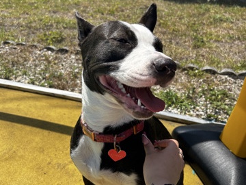 Mixed Breed – rehome !! – Woodstock