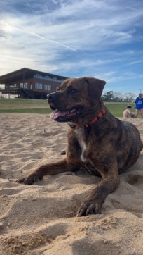 Mountain Cur – Rocky