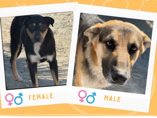 German Shepherd – Oso & Val - Thermal CA – Thermal