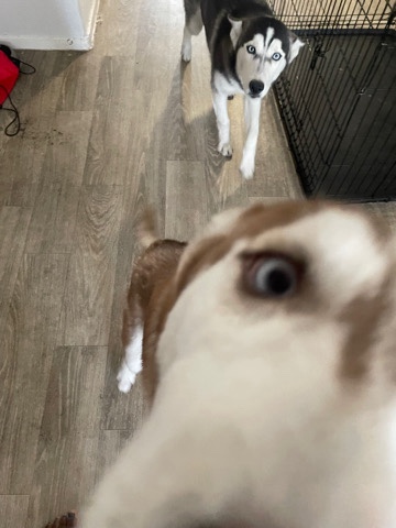 Siberian Husky – These two beautiful Siberian huskies are 1,000$ each. They need to find a good home.