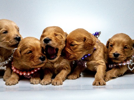 Goldendoodle – Mini Golden Doodles – Oak Hills