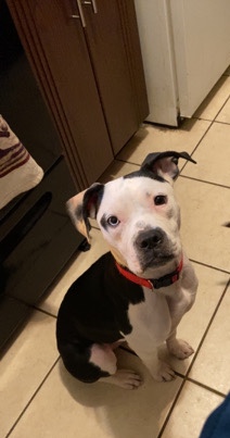 American Pit Bull Terrier – star