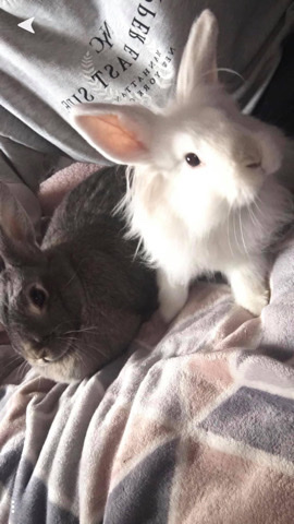 Mini Lop – 2 beautiful healthy rabbits