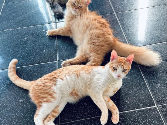 British Longhair – BONDED PAIR OF GINGERS – Rickmansworth