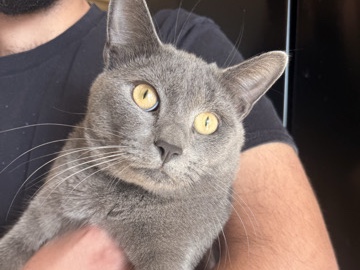 Scottish Fold – Beautiful 1-Year-Old Scottish Fold Cat in Enfield – Enfield