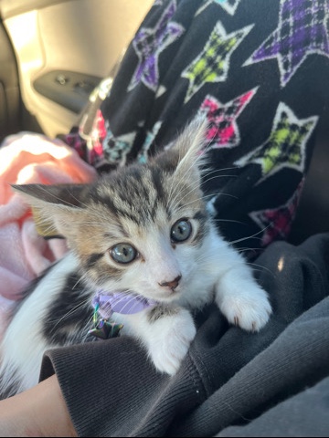 calico kitten