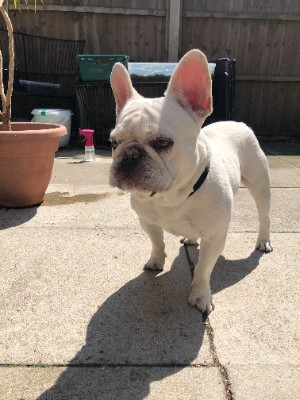 Image of French Bulldog