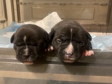 American Bulldog – Micro bully’s