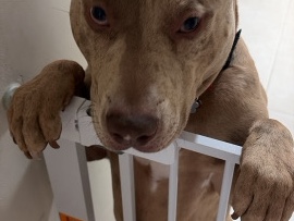 American Pit Bull Terrier – reubicación – Royal Palm Beach
